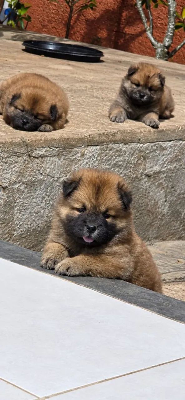Chow chow 