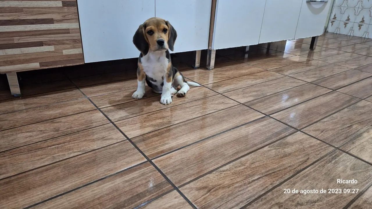   Beagle  - Foto 4