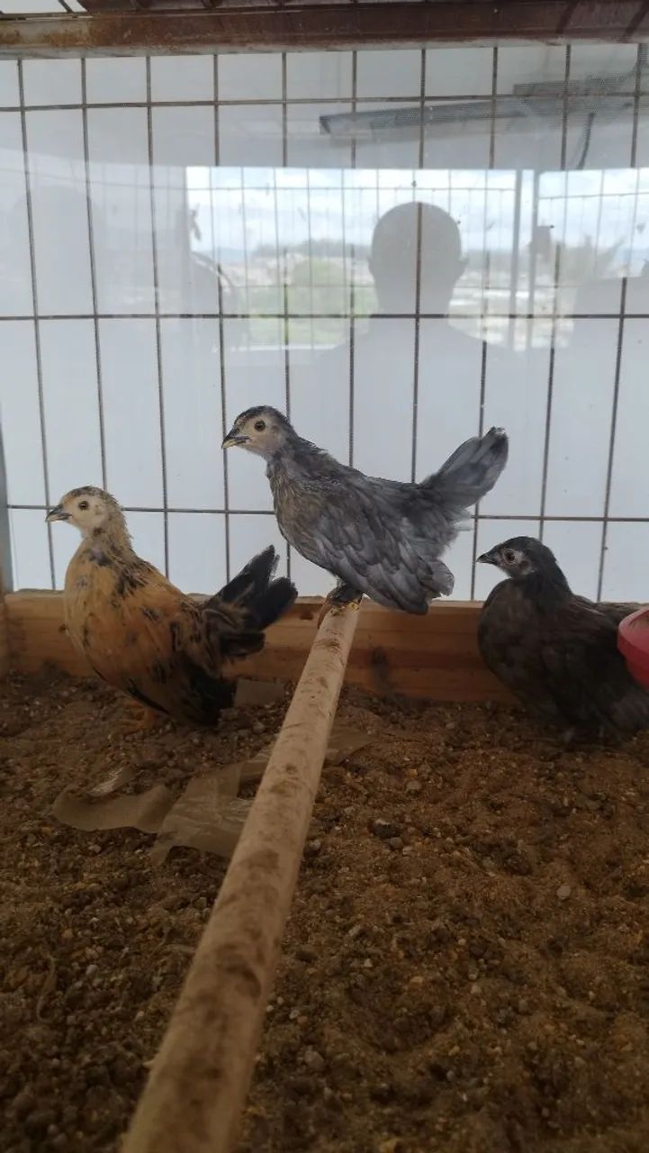 Mini Galo Nagazaki  - Foto 4