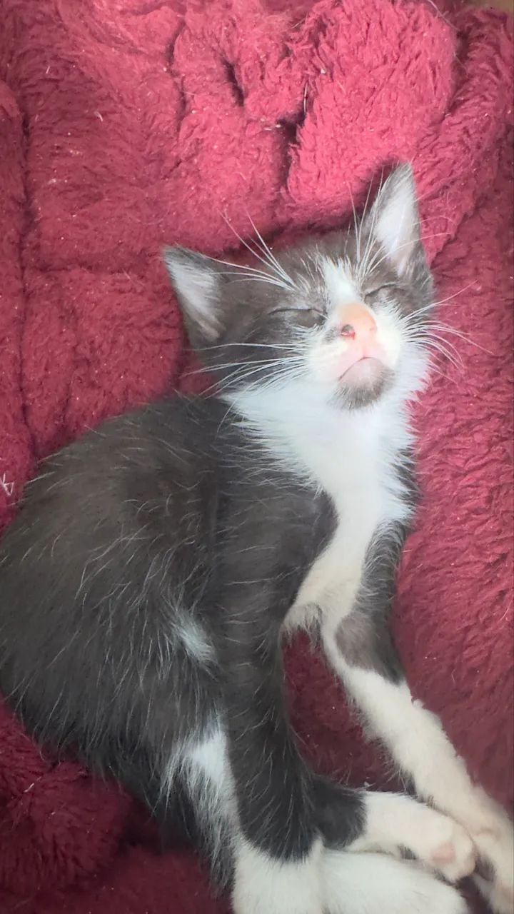 Doação de gatinhos  - Foto 5