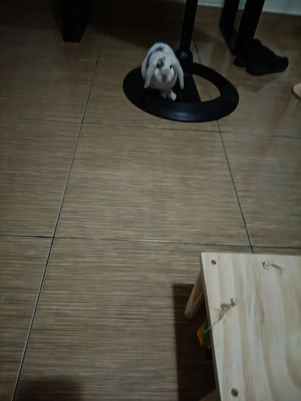 Coelha - Foto 3