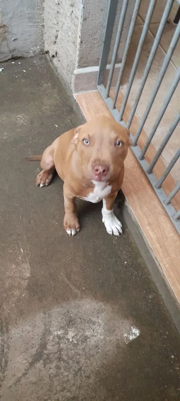 Pitbull macho 3 meses - Foto 4
