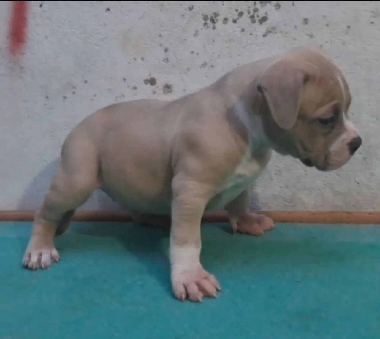 American Bully  - Foto 5