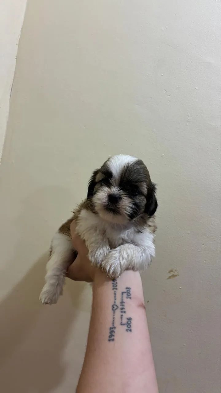 Shih tzu - Foto 3