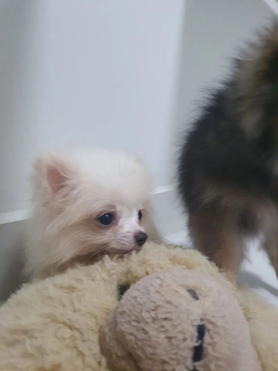 Spitz alemão  - Foto 2