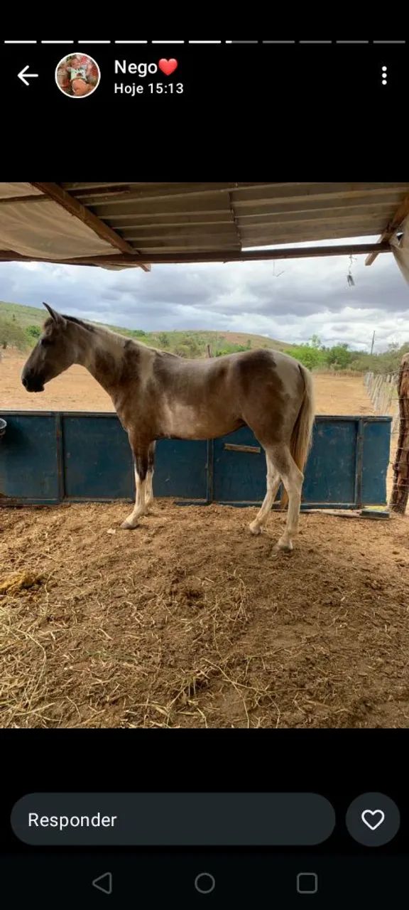 Égua  - Foto 2