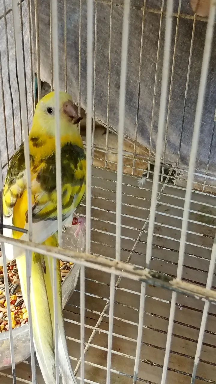 Vendo  - Foto 4