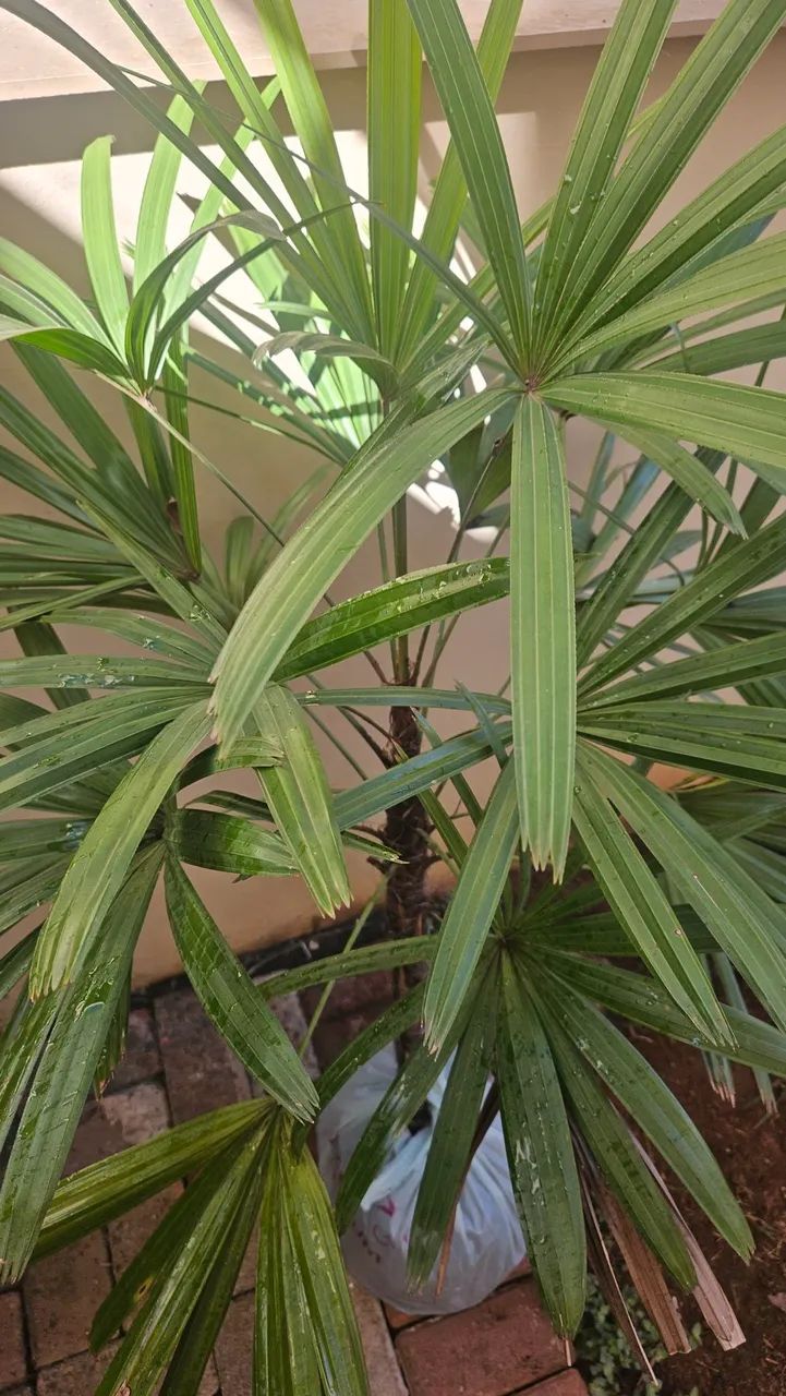 Palmeira Raphis 1, 20m