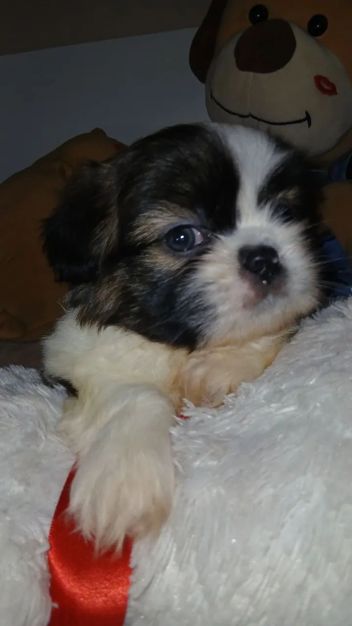 Machinho c/Pedigree  - Foto 5