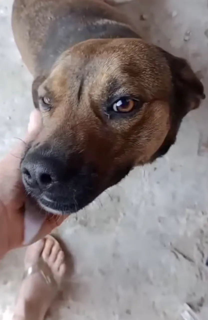 Doa-se cachorra 