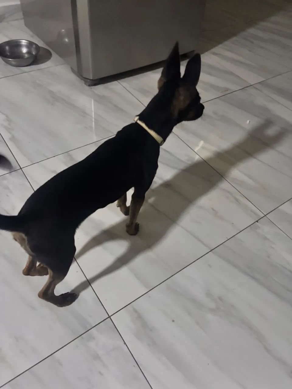 Cachorra misturada com pinscher doação  - Foto 4