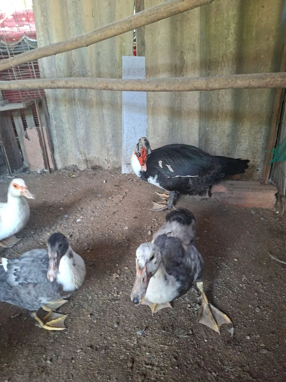 Vendo patos(a) - Foto 3