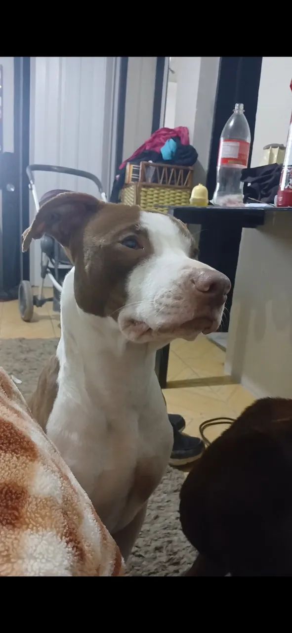  Cachorros fêmeas pitbull tradicional. - Foto 5