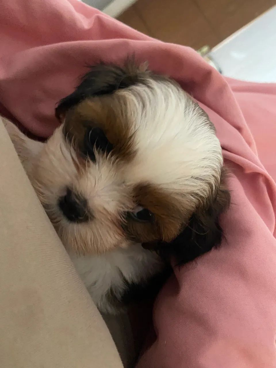 Shihtzu  - Foto 2