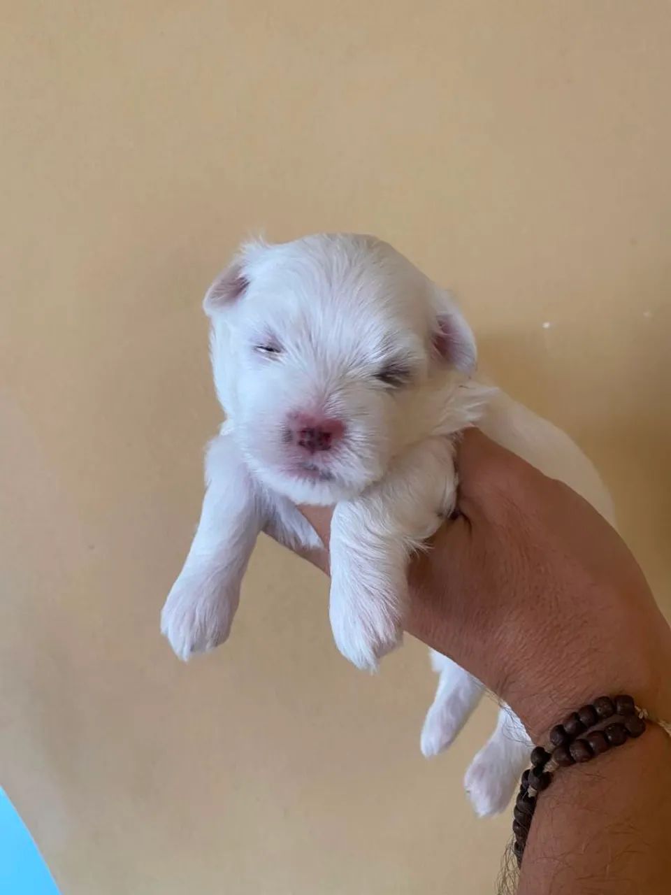 Perfeitos e encantadores malteses - Foto 5