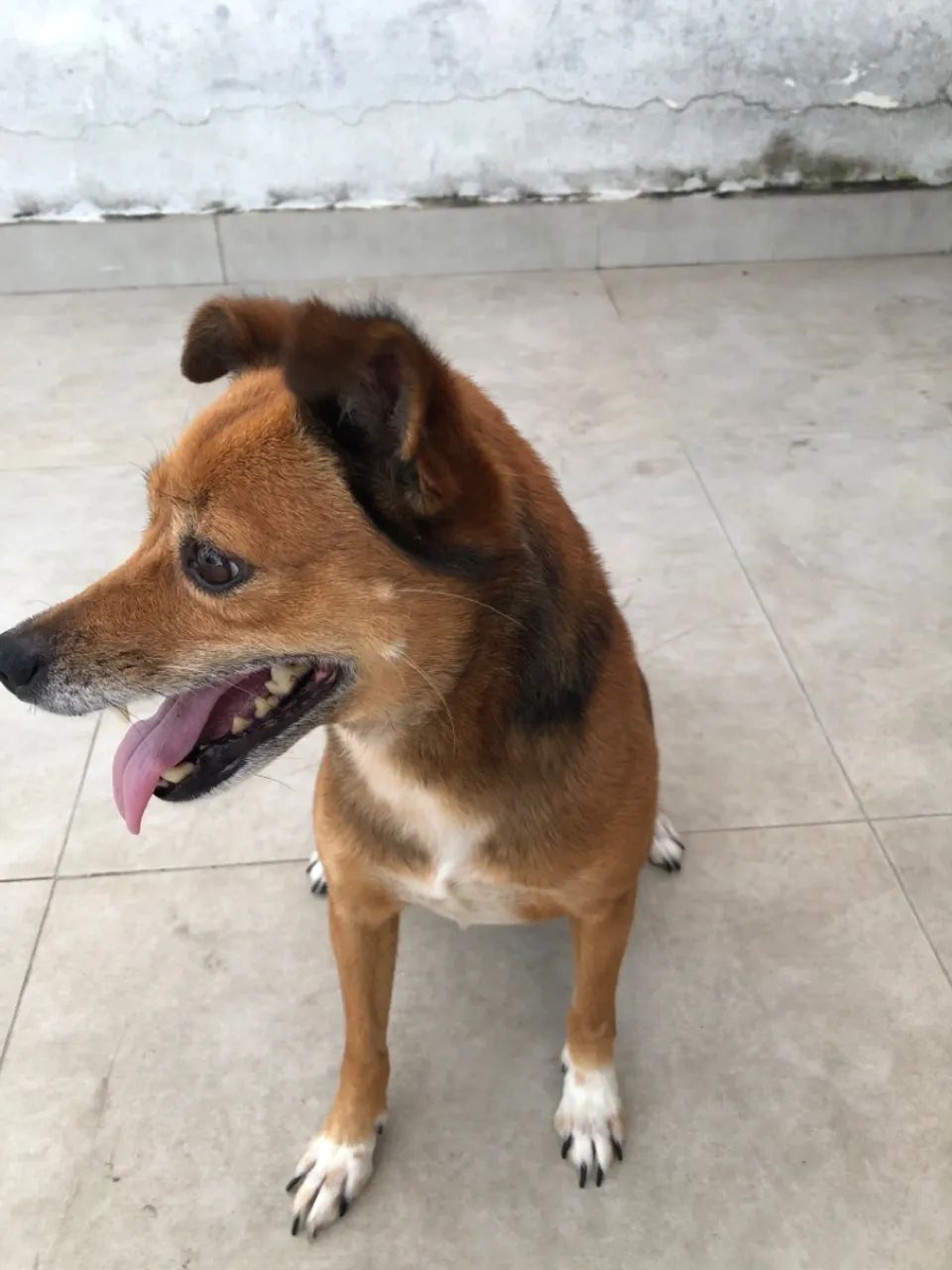 Adoção responsável  - Foto 4