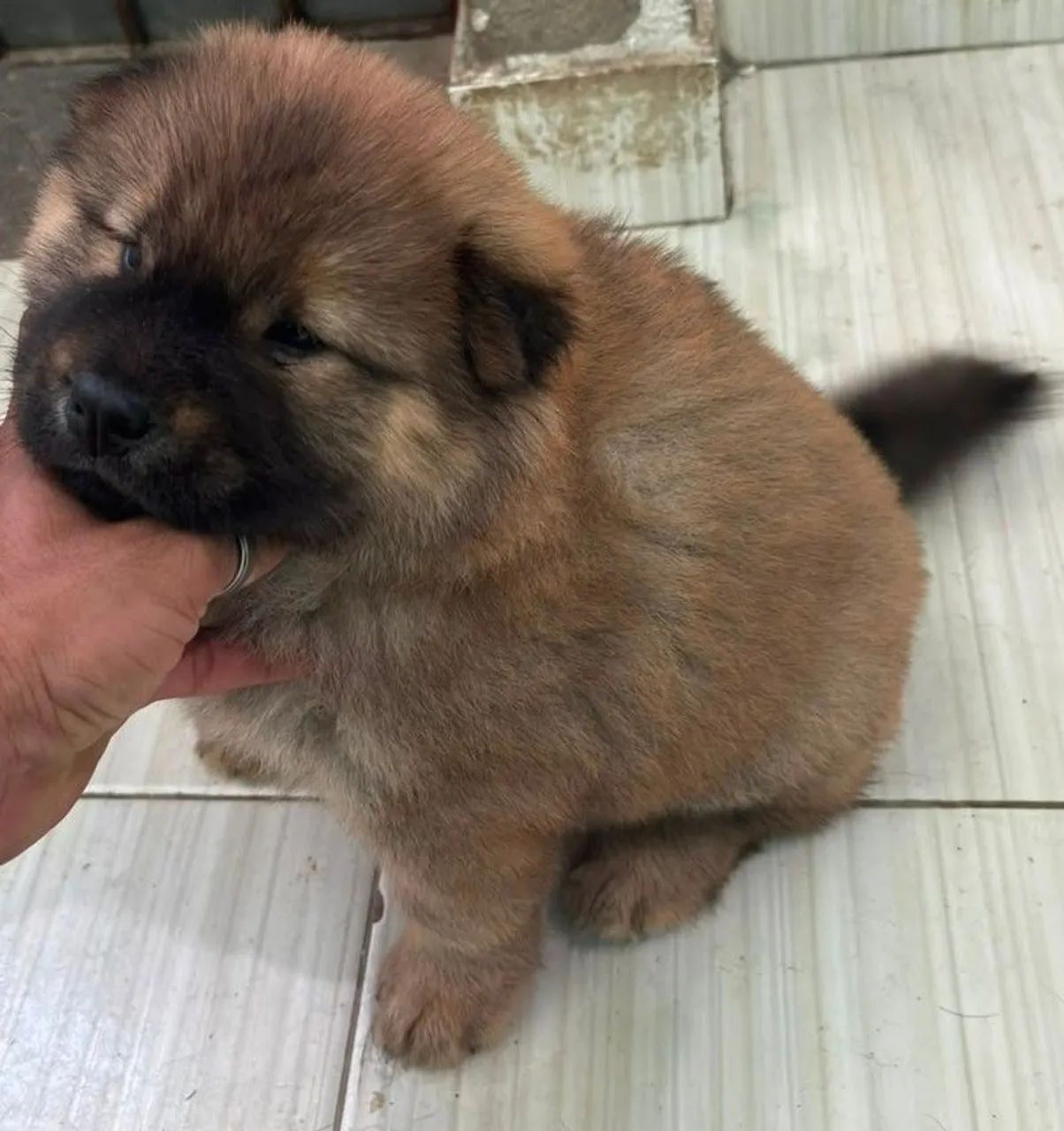 Vendo Filhote de Chow Chow  - Foto 3