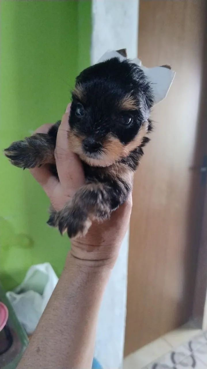 Yorkshire terrier mini - Foto 2