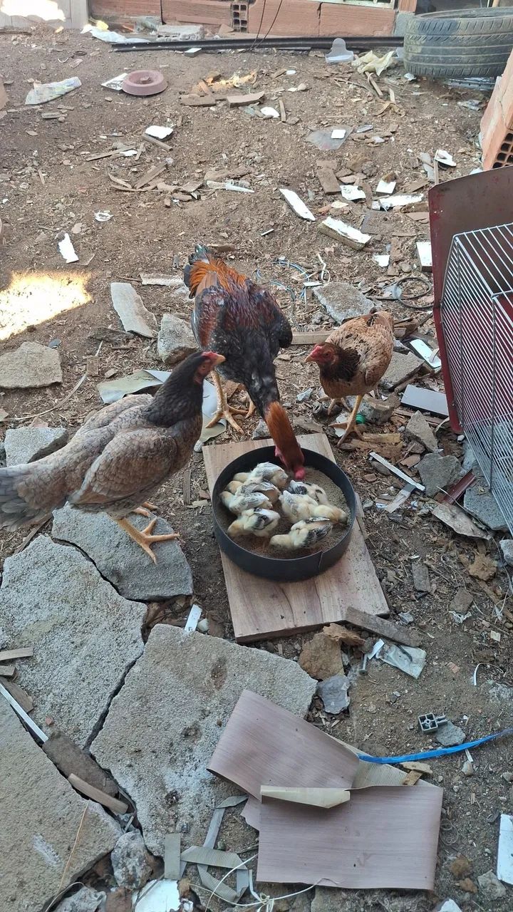 Vendo 
