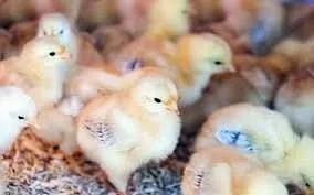 Pintinhos Embrapa 051