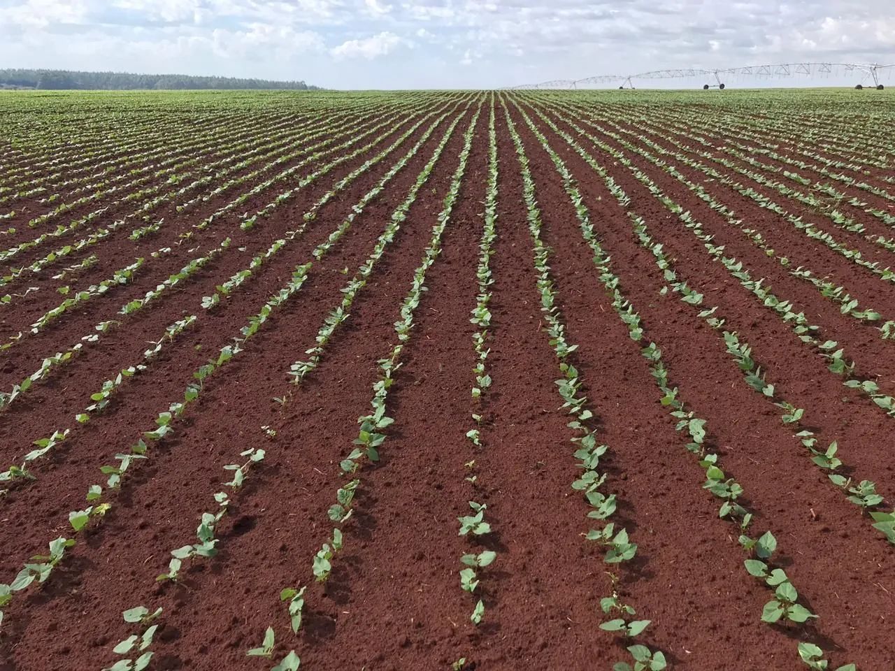 Fazenda a venda 