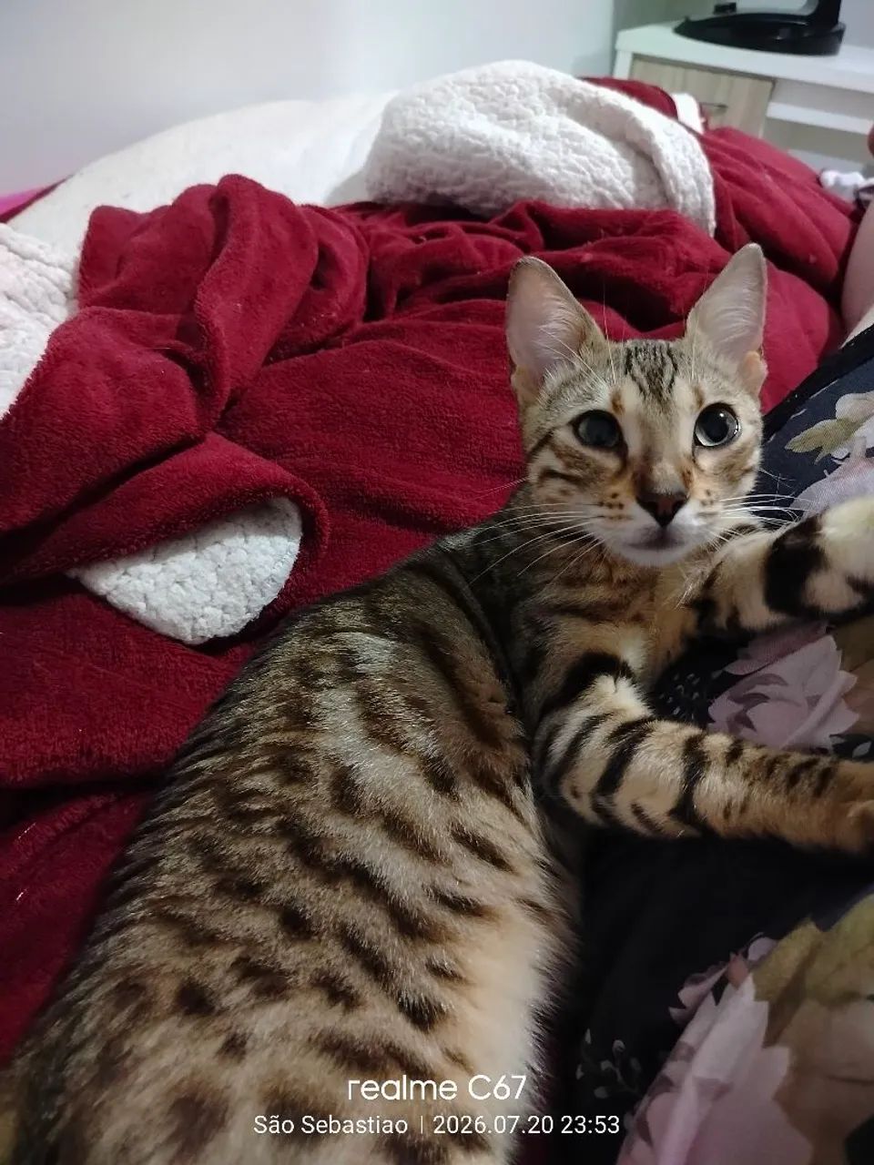 Gato Bengal  - Foto 2