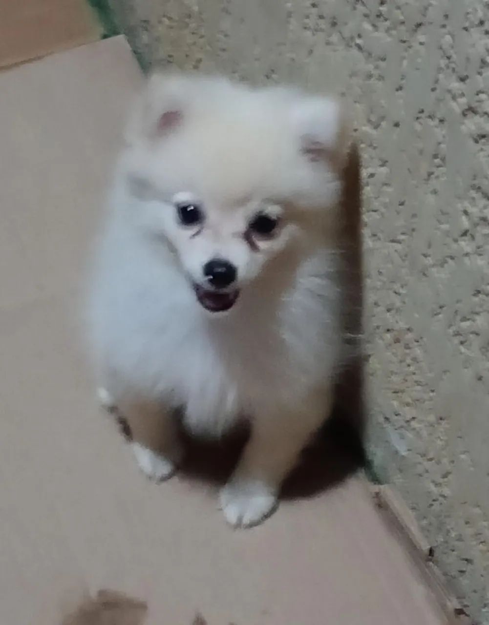 Filhote lulu macho entrega imediata 
