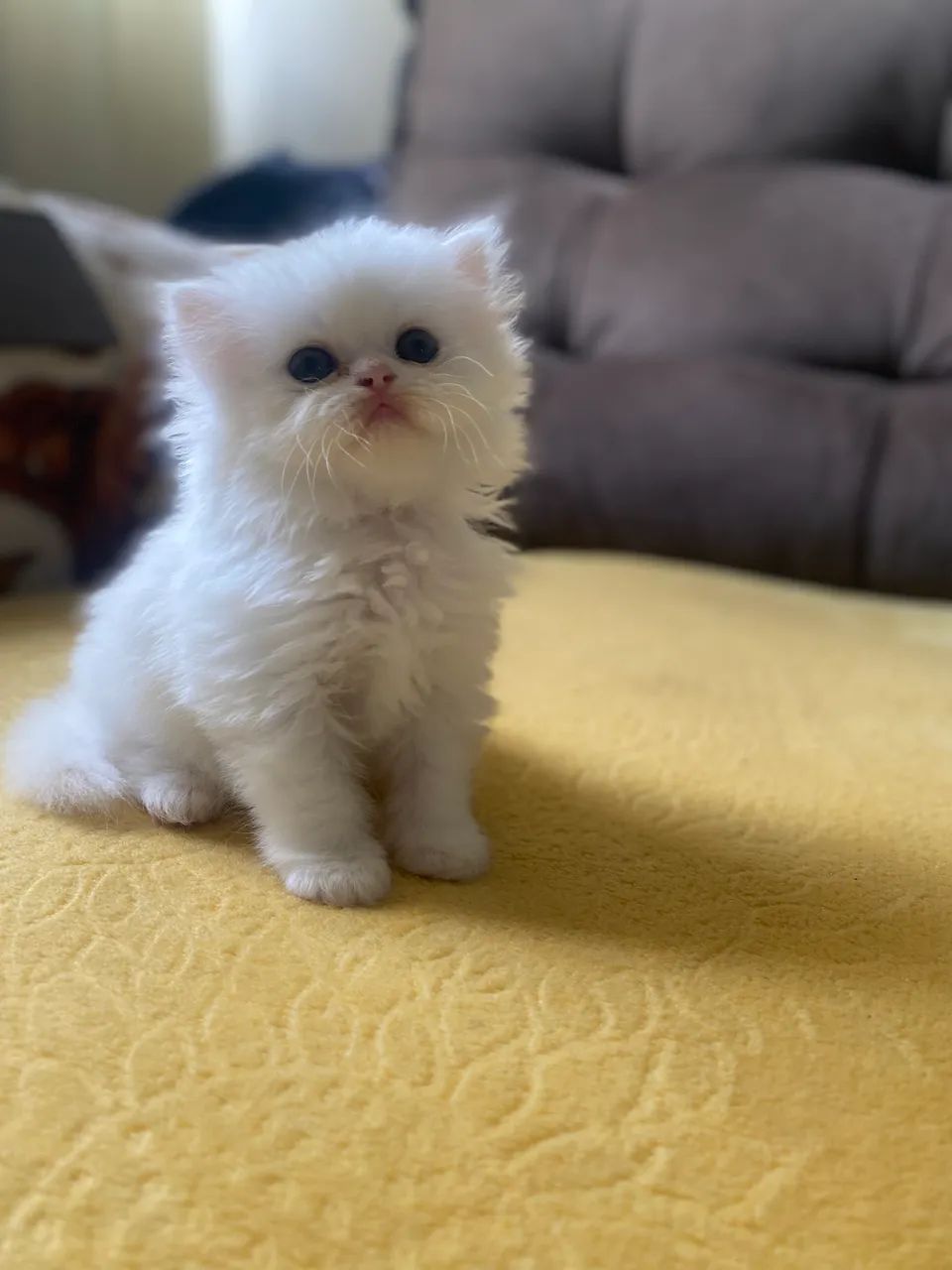 Linda Filhote FÊMEA de persa  - Foto 5