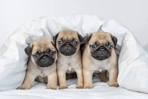 Pug clarinhos três 