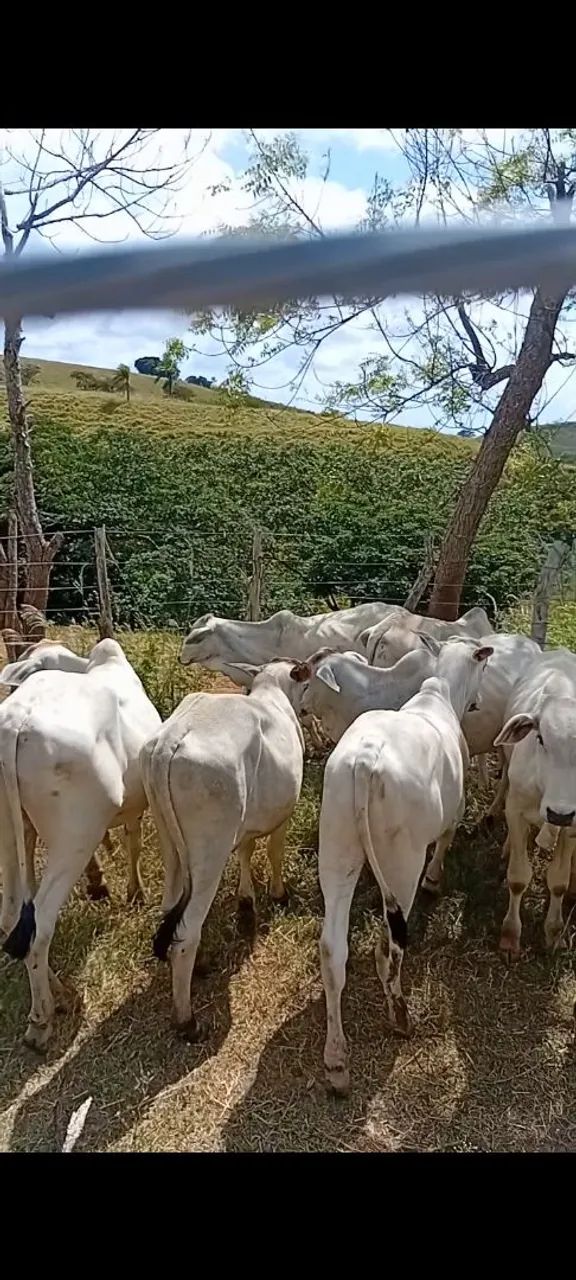 Bezerros Nelore  - Foto 3