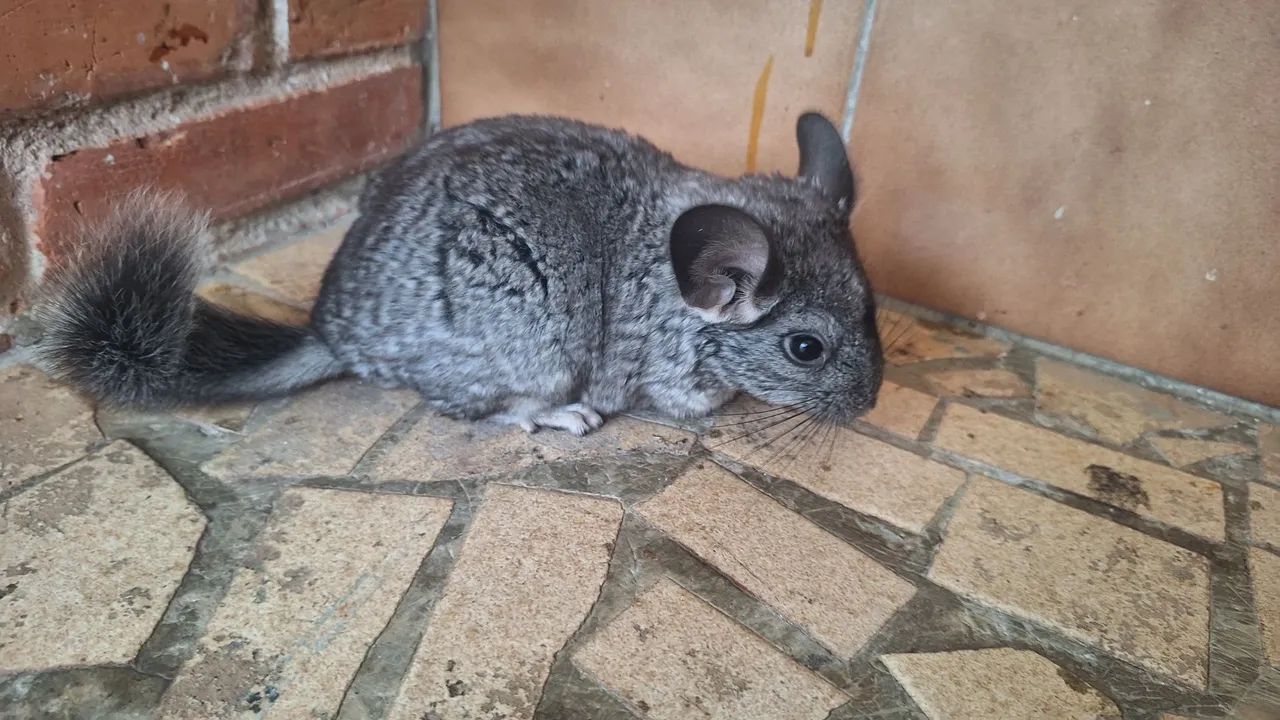 Chinchila  - Foto 2