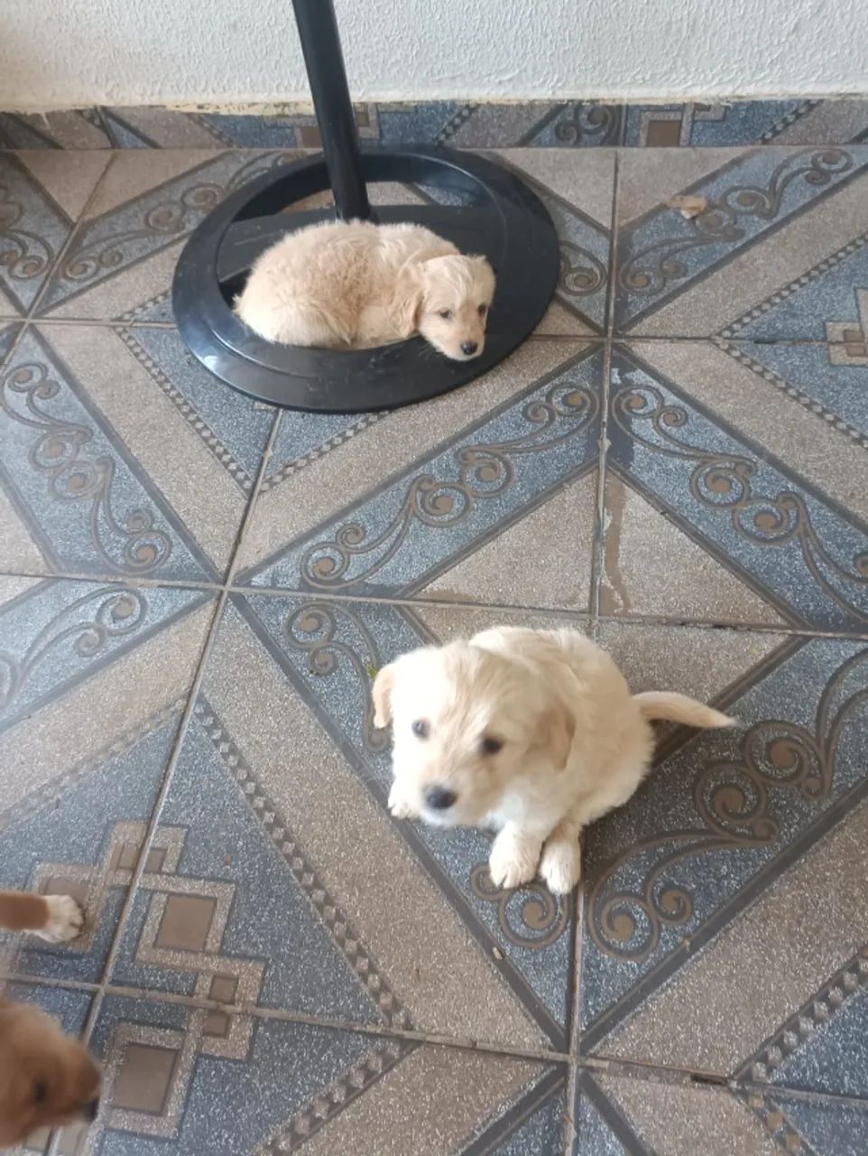 Cachorros  - Foto 3