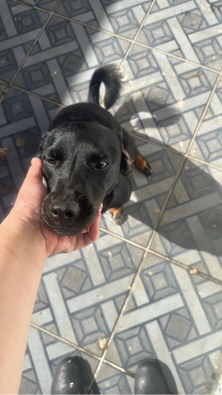 Doação de animais  - Foto 3
