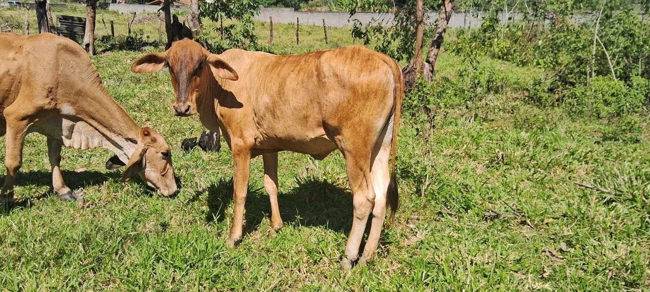 Vendo lote de vacas  - Foto 3