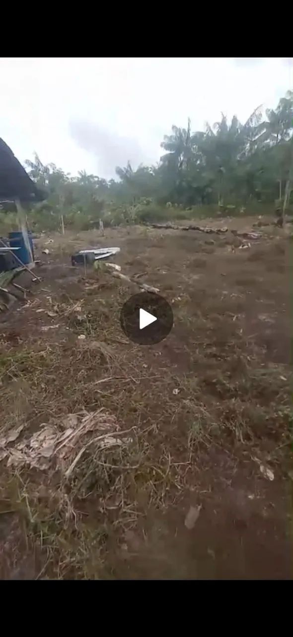 Terreno no pau rosa 