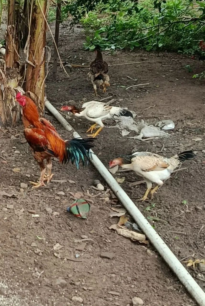 Galos e Galinhas