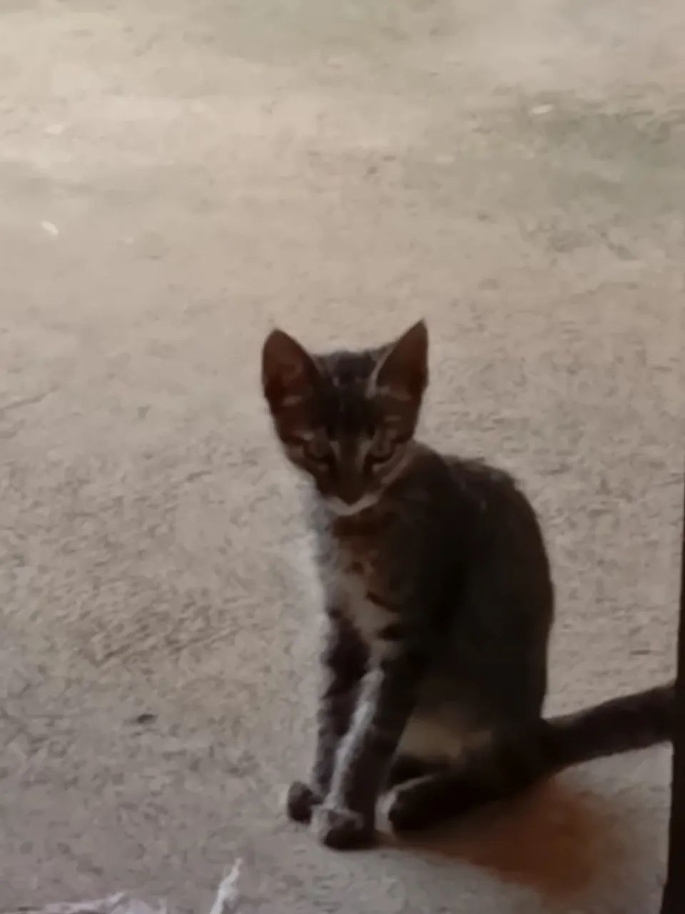 Filhote de Gato para Adoção (Fêmea - Raça Comum)