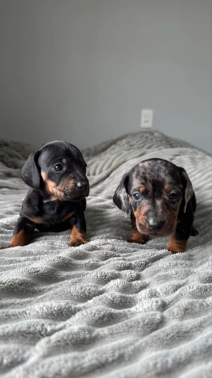 Dashchund - Foto 4