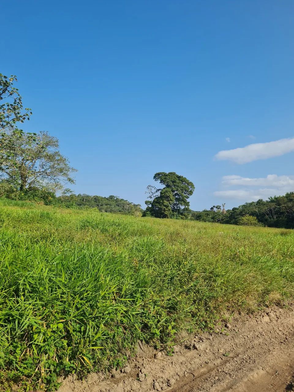  BR 324. Vendo terreno 2.500 m2 - Foto 5