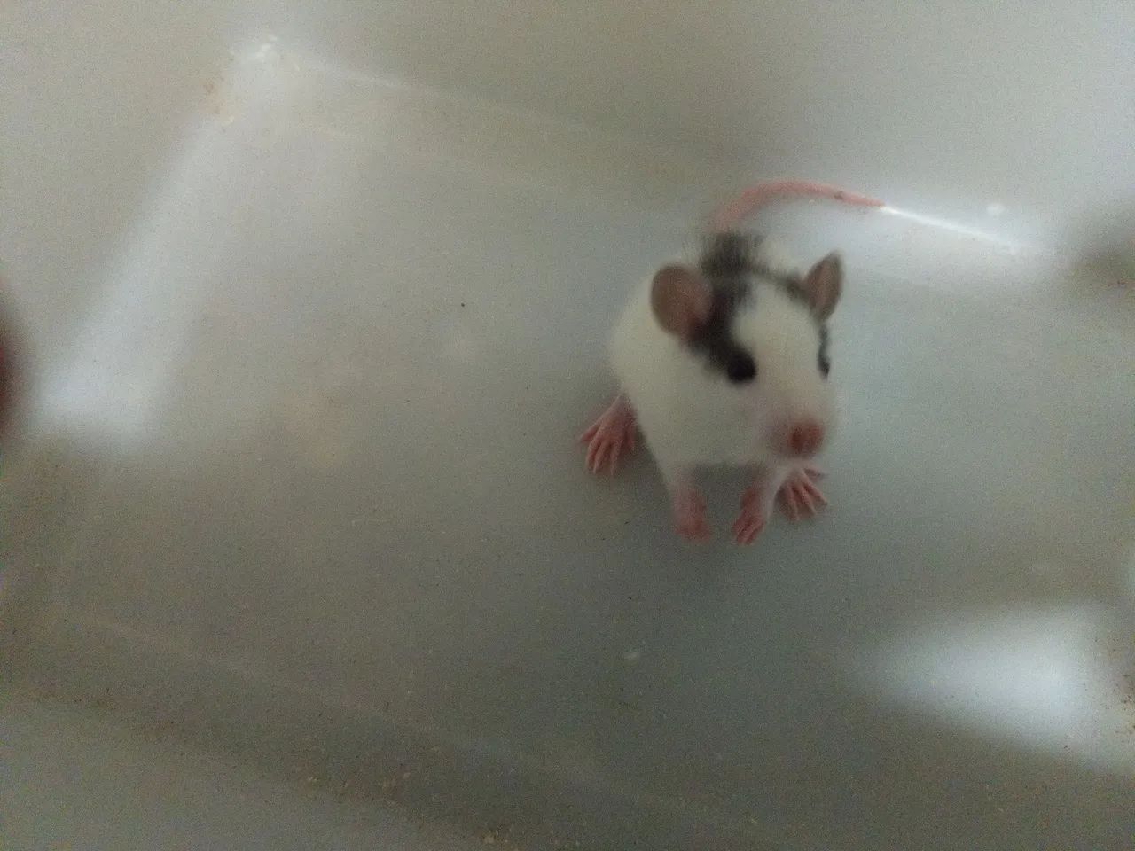  Rato Twister - Saudável, dócil e ideal para pet. - Foto 2