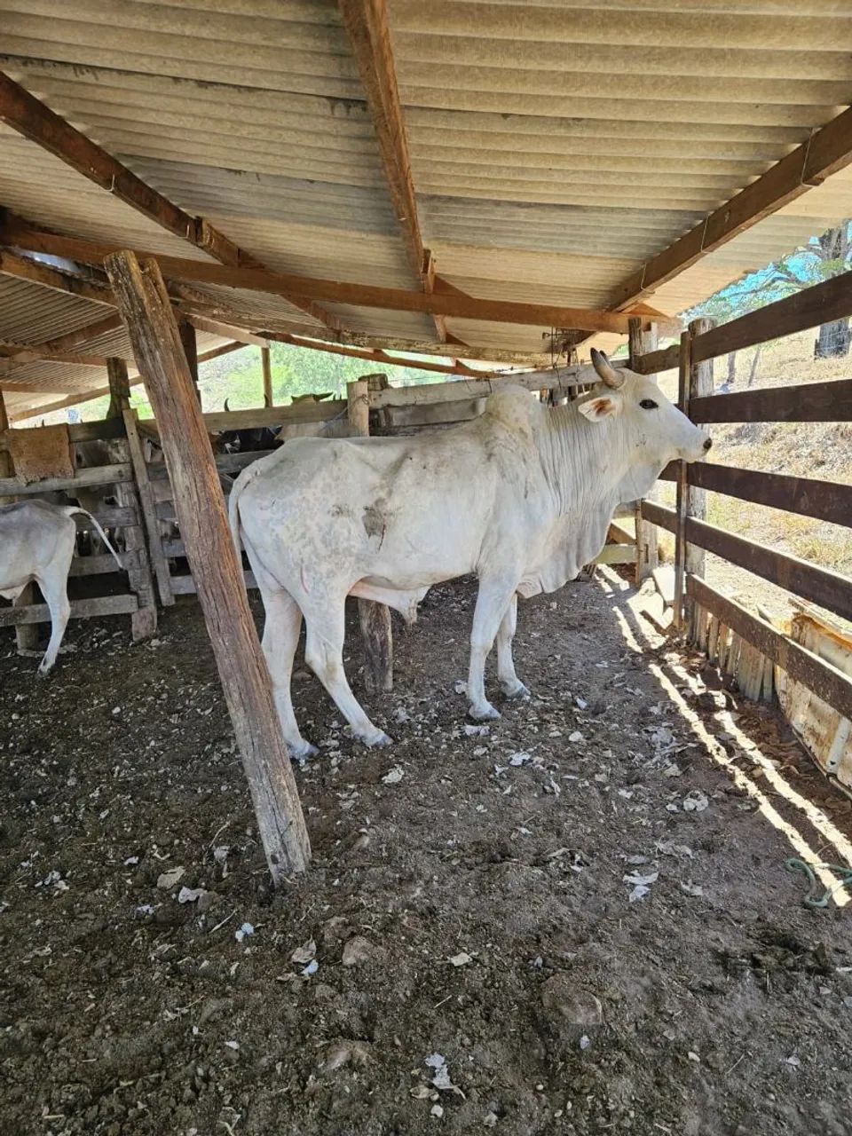 Touros  - Foto 5