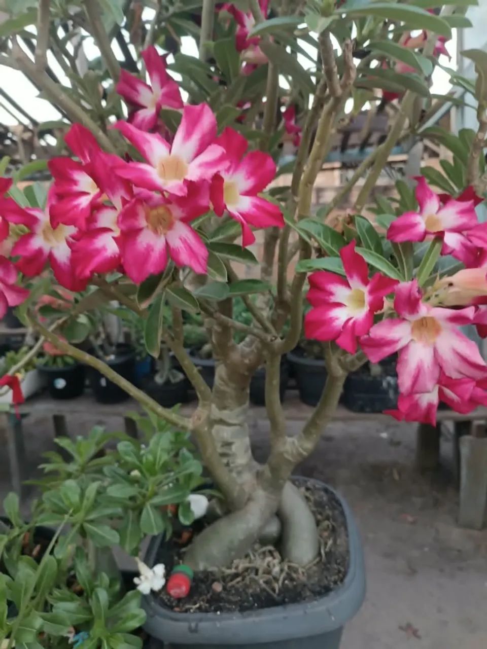 Plantas - Foto 3