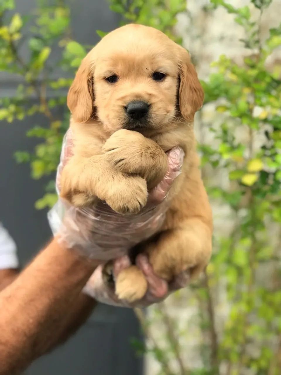 Golden Retriever prontos para levar alegria ao seu lar