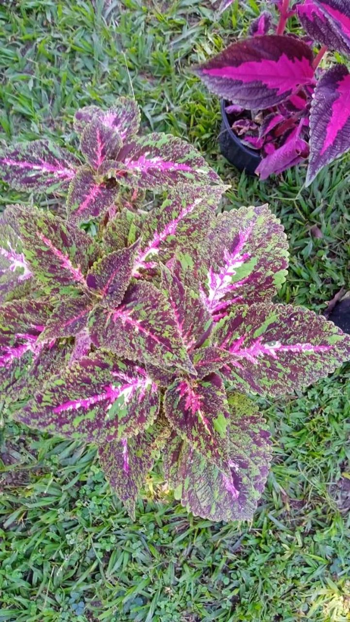 Estacas coleus  - Foto 4