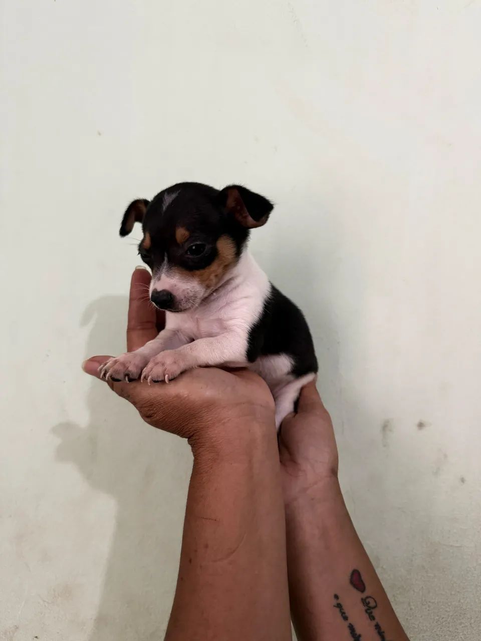 Bonequinho  - Foto 4