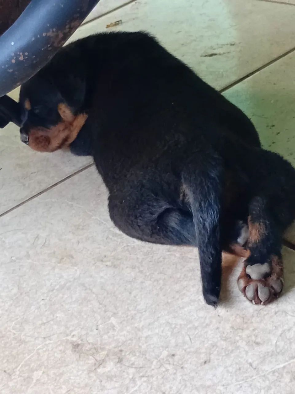 Rottweiler  - Foto 3