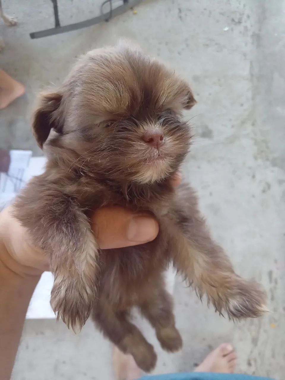 Cachorro shitsu - Foto 4