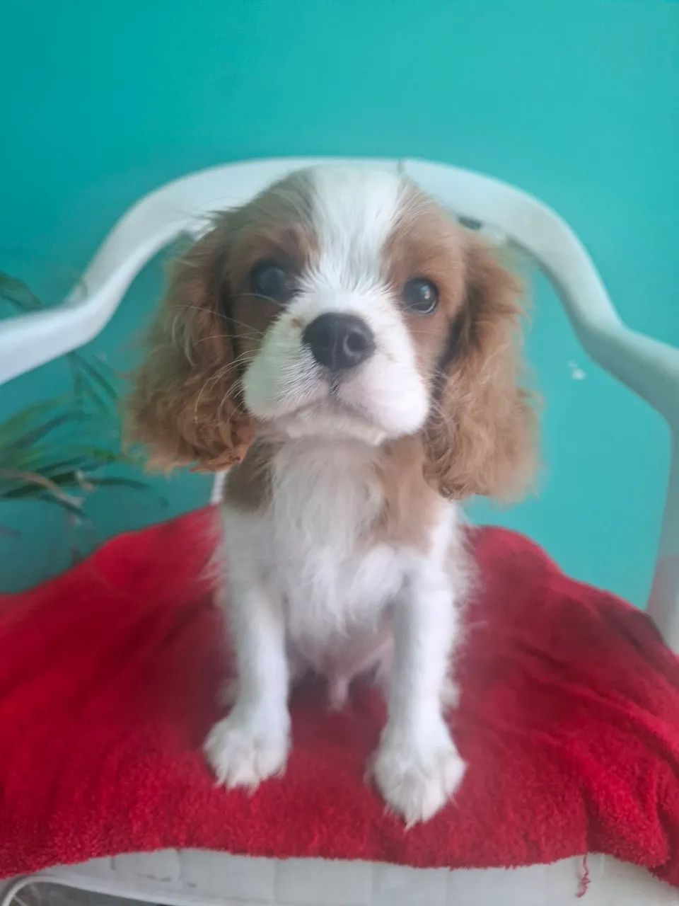 Machinho Cavalier King Charles Spaniel  - Foto 4