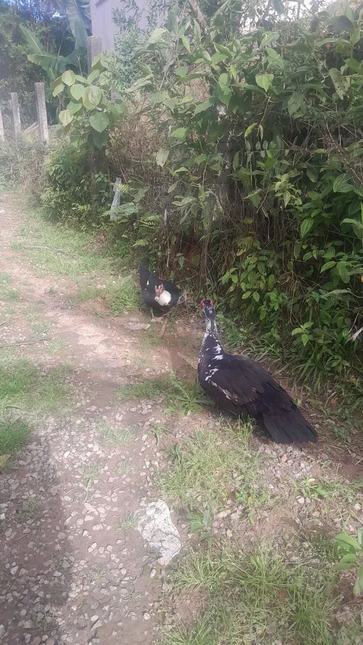 Casal de patos - Foto 5