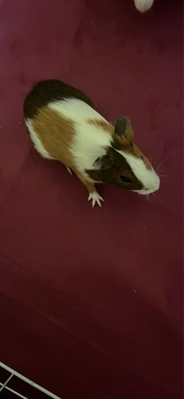 Porquinho da índia  - Foto 4